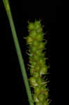 Limestone meadow sedge